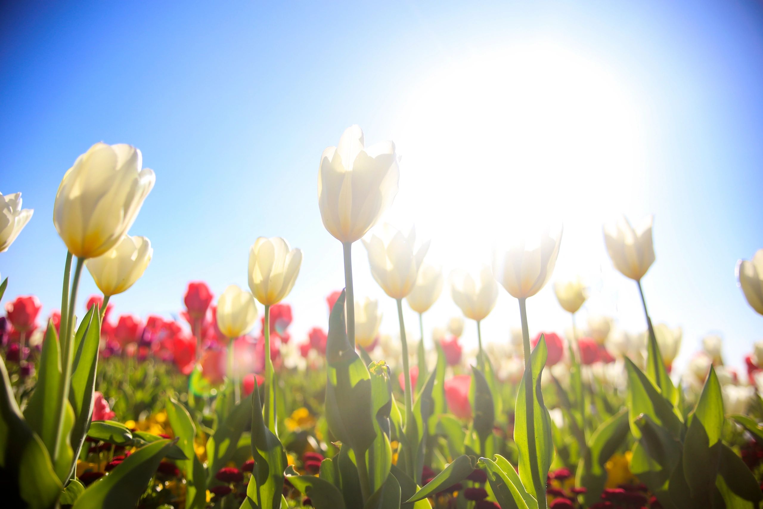 Tulip field in bloom