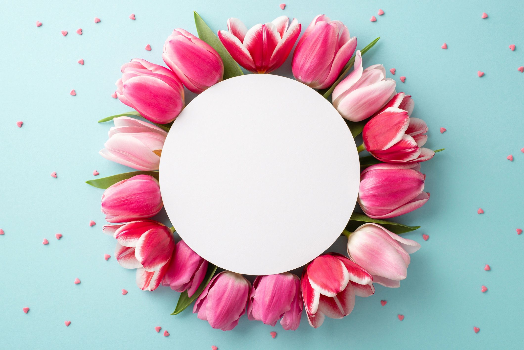 Pink tulips arranged around a white circle on a pastel blue background