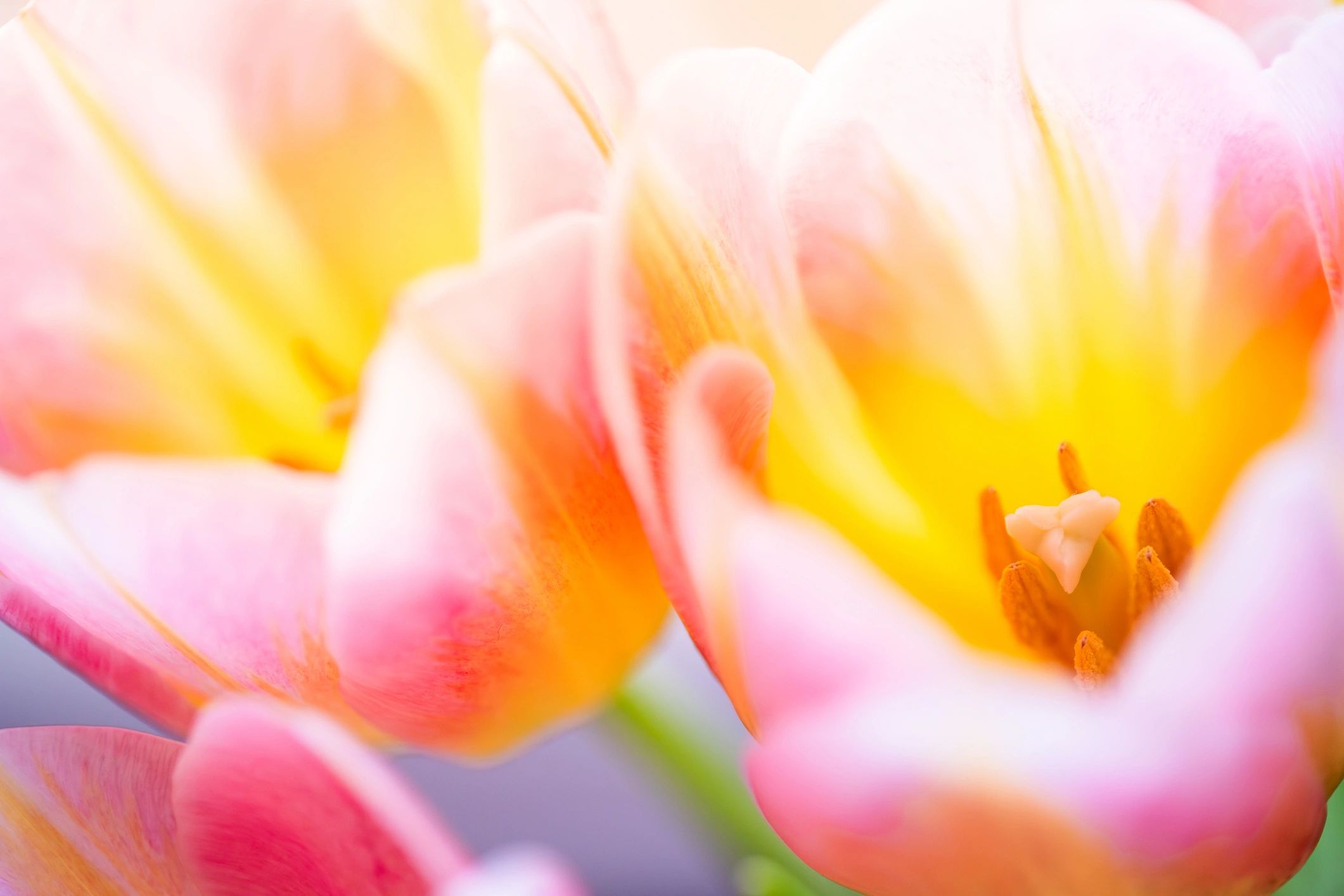 Tulip petals in a soft organic close-up