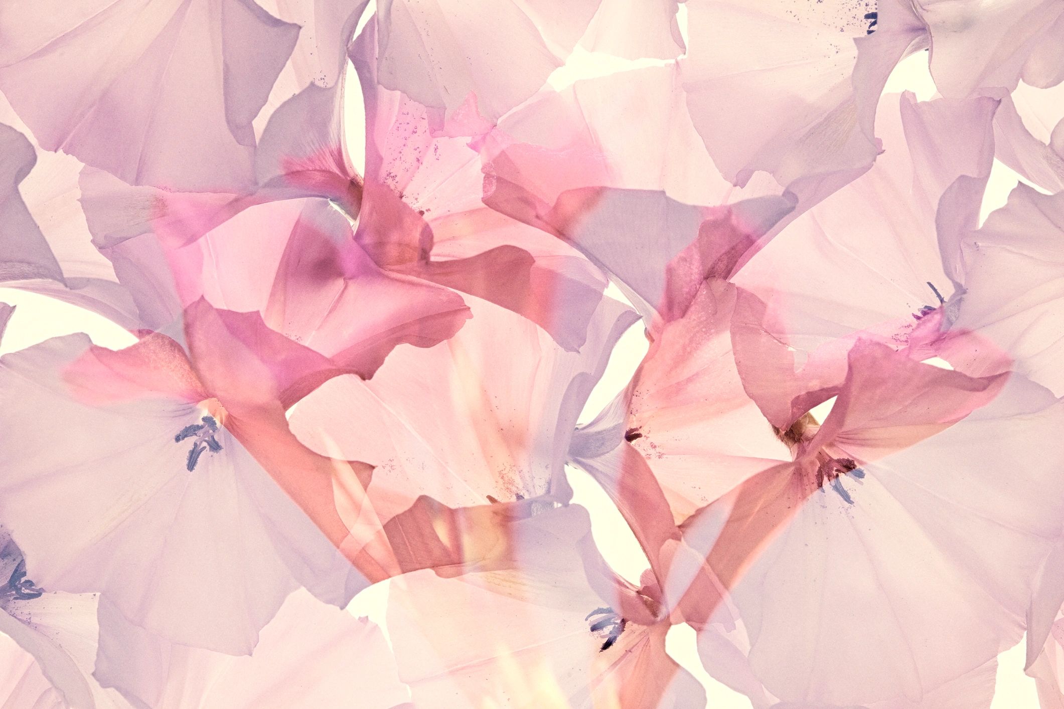 Pastel floral abstract artwork with soft layered blooms