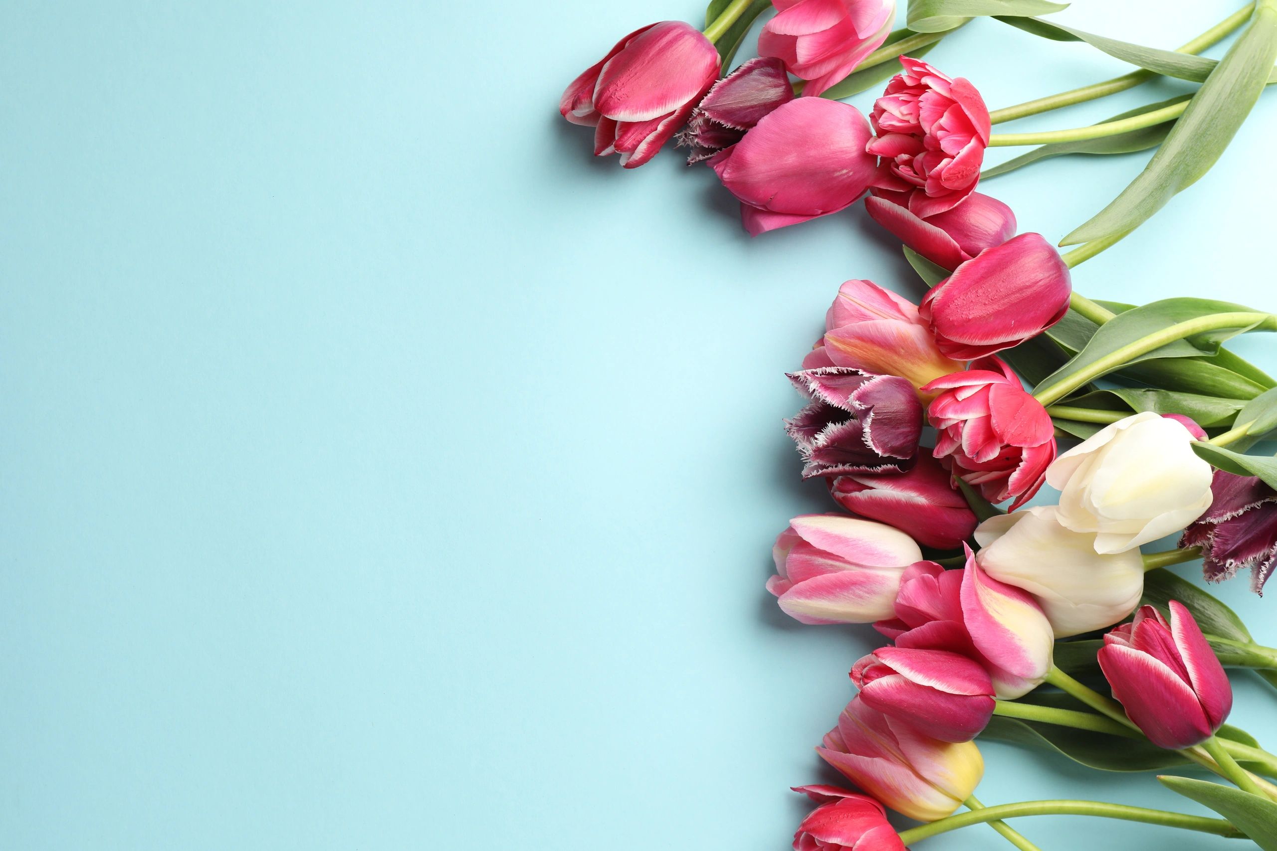 Pink tulips arranged on a light blue background